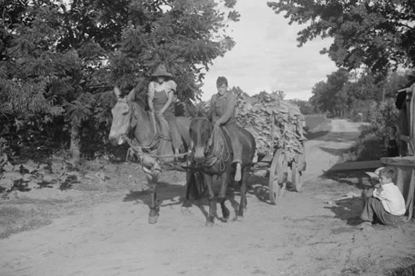 Children near Manning bring in tobacco from the field in 1939. Marion Post Wolcott/Library of Congress LC-USF33-030499