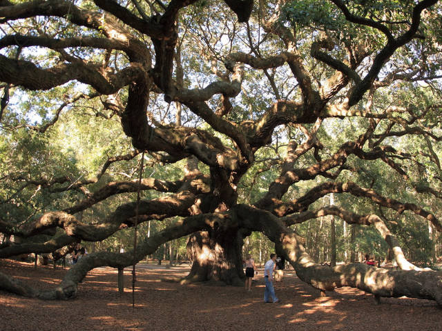 Man and woman looking at the branches on Angel Oak.