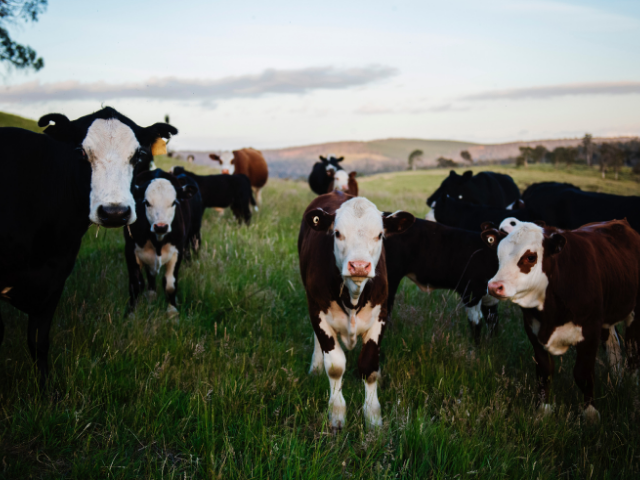 black and red cows with white faces stand in the green grass in the daylight. 