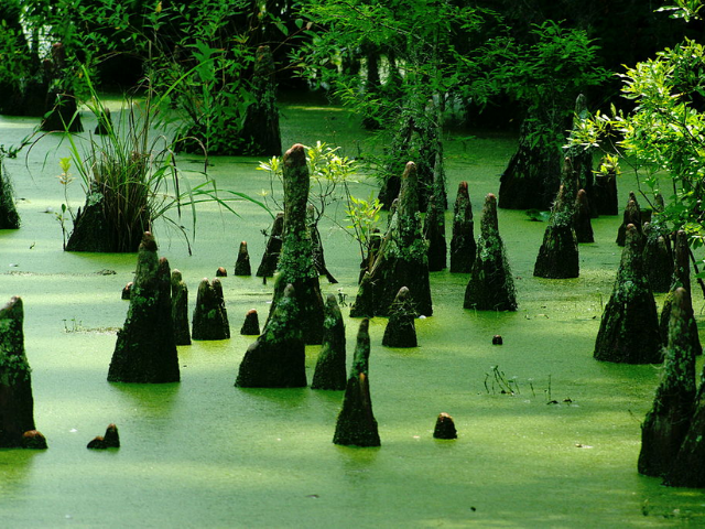 Wooden stumps growing out of algae filled water. 