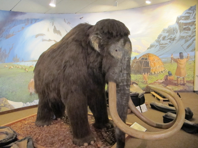 A replica of large furry elephant like creature with curved ivory tusks