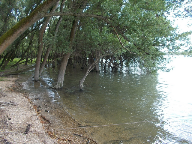 Trees sticking out of water next a gritty shore of dirt and gravel. 