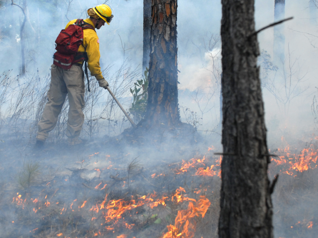 A man in a yellow safety hat, jacket, khaki pants and red backpack racks the bottom of a tree and fire burns through the underbrush