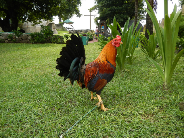An orange and garnet rooster with a black tail plume standing in a yard. 