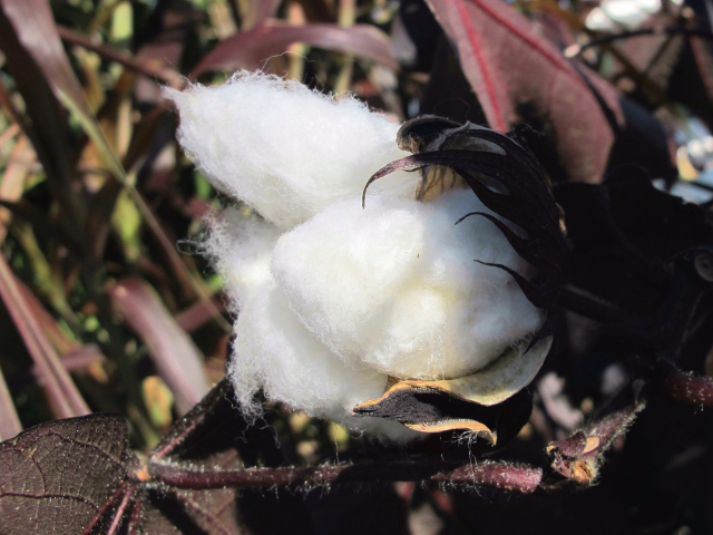 fluffy white material coming out of a dark purplish plant 