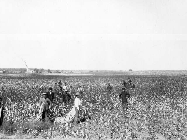 People picking cotton while person on horseback looks on