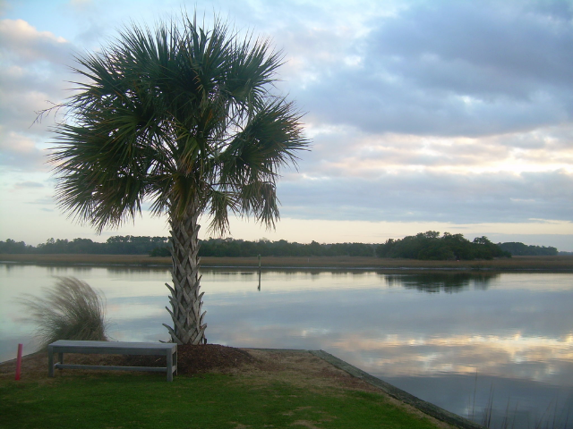 a spiky palmetto tree with spiky leaves next to a white bench and large body of water