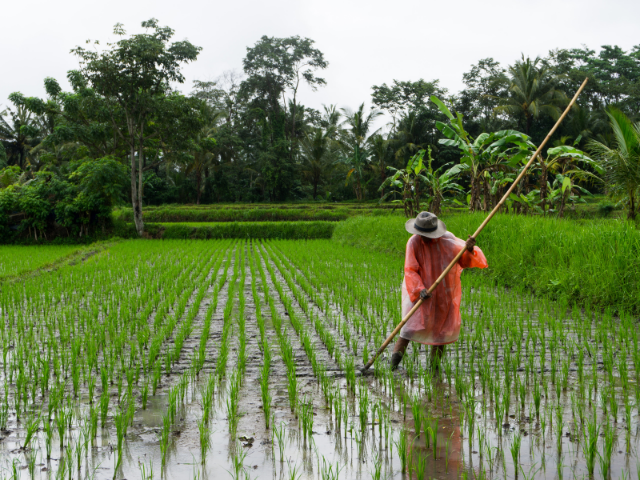 man holding bamboo stick on rice field during daytime 