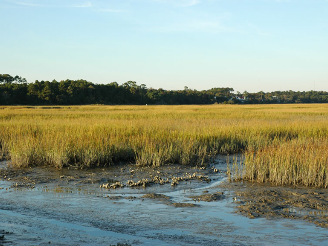 A marsh with bluish-brown water and golden grass