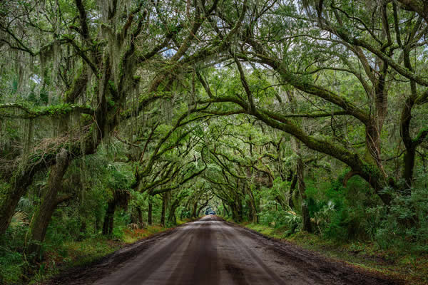 Botany Bay Road on Edisto Island, Charleston, South Carolina, by CarShowShooter is licensed under CC BY 2.0