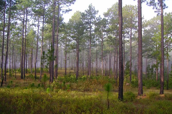 Forestry. Mature open stand of Pinus palustris, Carolina Sandhills NWR, Chesterfield County, South Carolina.