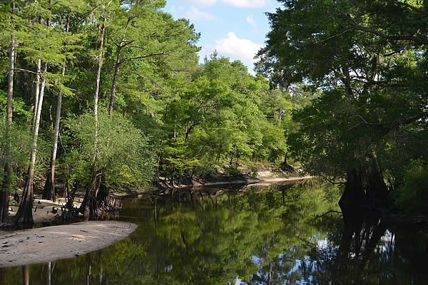Four Holes Swamp near confluence with the Edisto River, Dorchester County, South Carolina